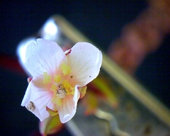 Epilobium melanocaulon