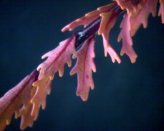 Epilobium melanocaulon