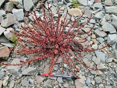 Epilobium melanocaulon