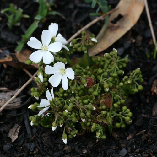 Drosera stolonifera
