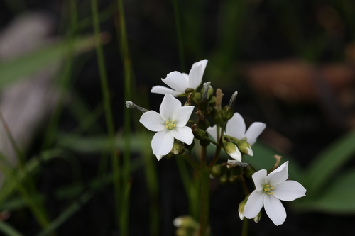 Drosera stolonifera