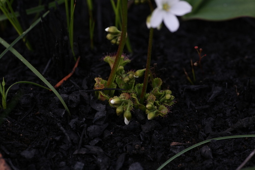 Drosera stolonifera