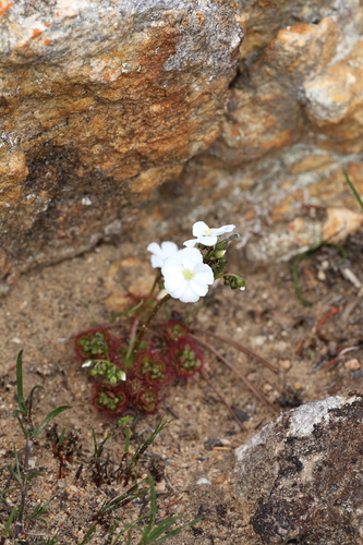 Drosera stolonifera