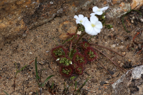 Drosera stolonifera