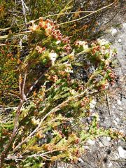 Erica denticulata