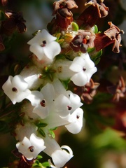 Erica denticulata
