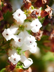 Erica denticulata