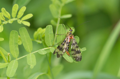 Meadow Scorpionfly photo 6