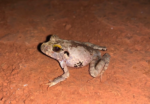 Lechriodus melanopyga observed 2023-07-09
