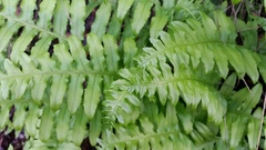 Polypodium glycyrrhiza