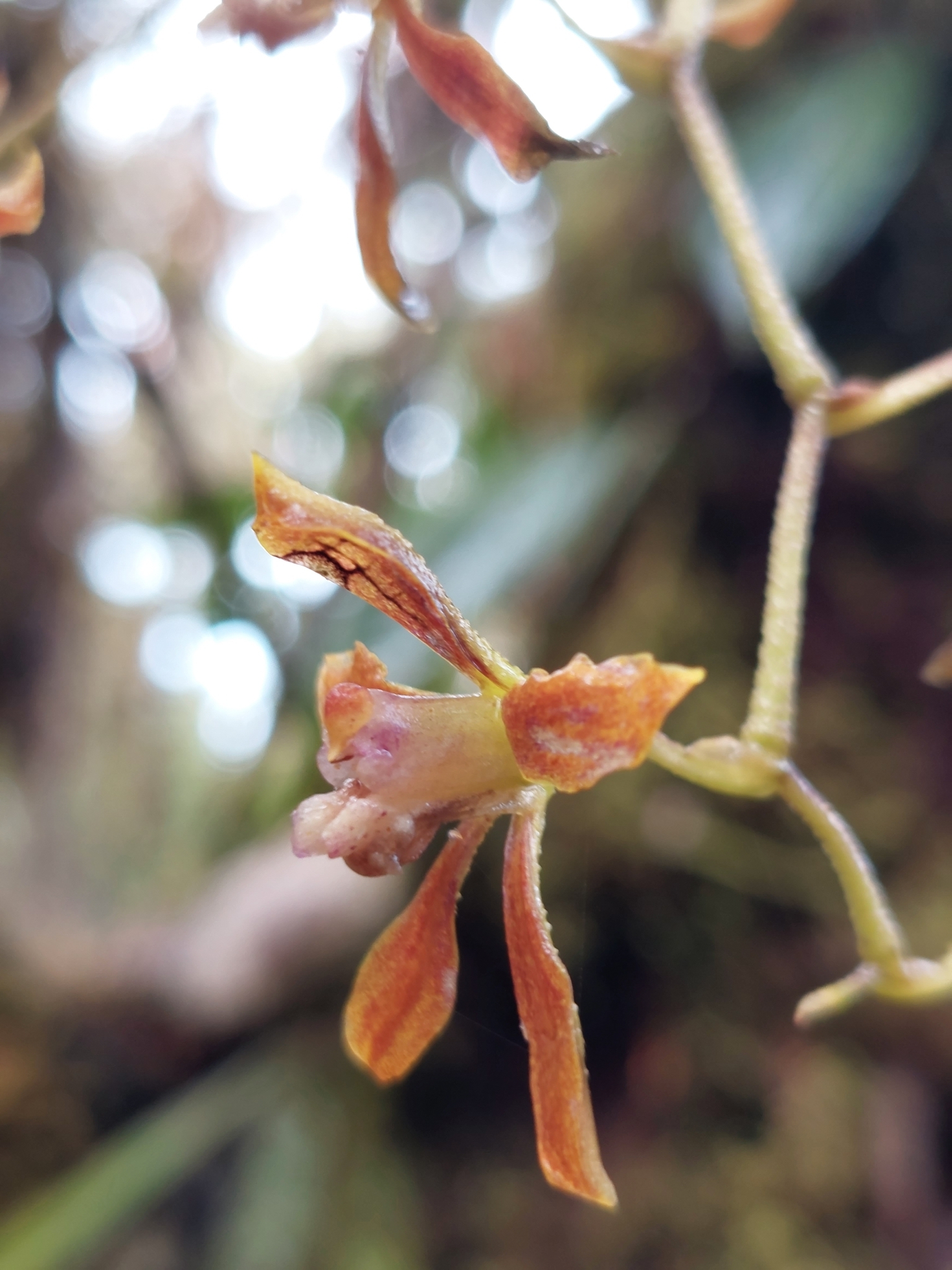 Cyrtochilum funis (F.Lehm. & Kraenzl.) Kraenzl. 2