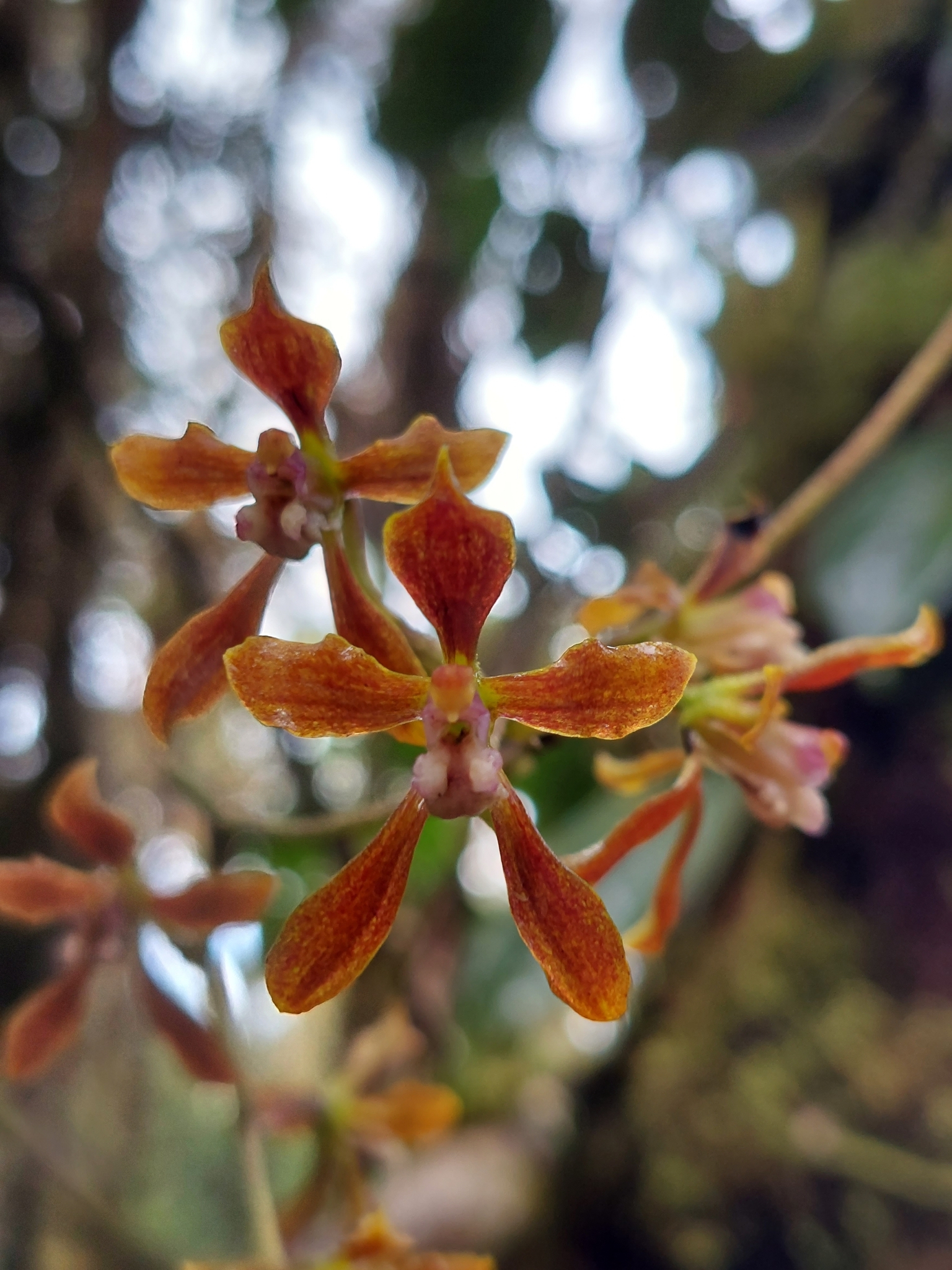 Cyrtochilum funis (F.Lehm. & Kraenzl.) Kraenzl. 4