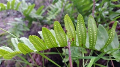 Polypodium glycyrrhiza