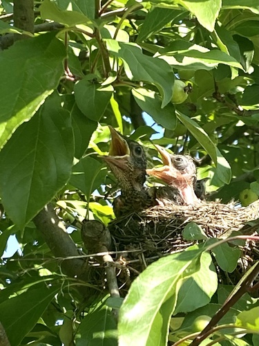American Robin photographed in Illinois