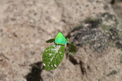 Chalybs janias