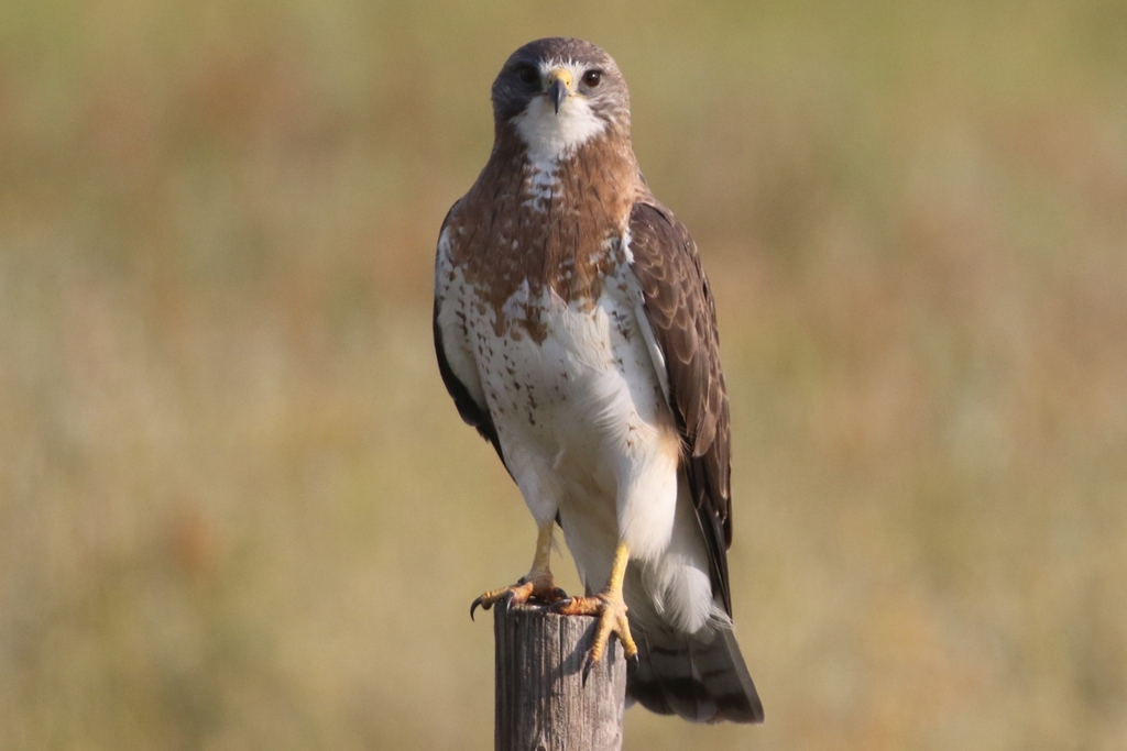 Swainson's Hawk from Manyberries, AB T0K 1L0, Canada on July 8, 2023 at ...