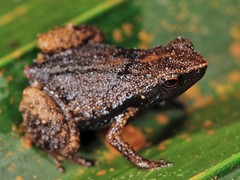 Gardiner's Tree Frog photo 2