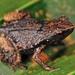 Seychelles Frogs - Photo (c) Paolo Mazzei, some rights reserved (CC BY-NC), uploaded by Paolo Mazzei