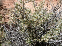 Silver Mountain Mahogany (Cercocarpus argenteus)