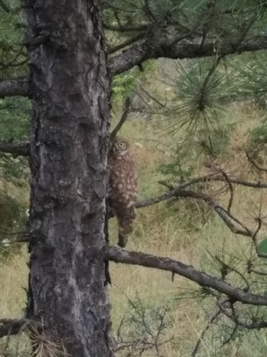 kuvik plačlivý (Athene noctua)