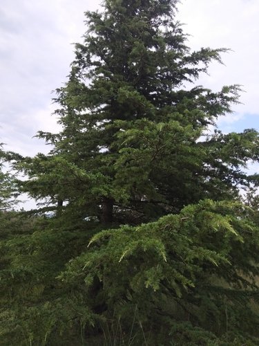 Himalajski cedar (Cedrus deodara)