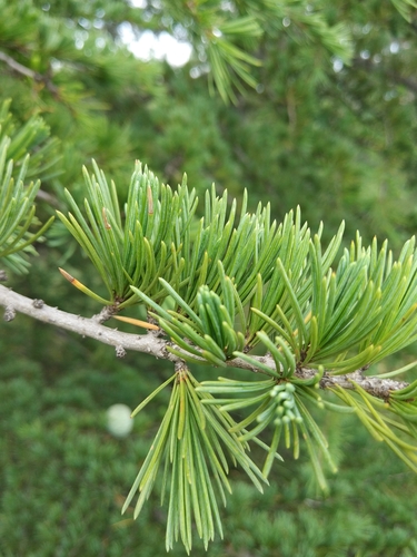 Image of Cedrus deodara by (c) Mikhail Morozov, some rights reserved (CC BY)