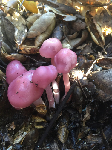 Mycena pura — (c) Devon Bradley, some rights reserved (CC BY)