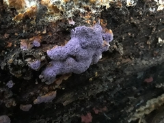 Hypochnella violacea