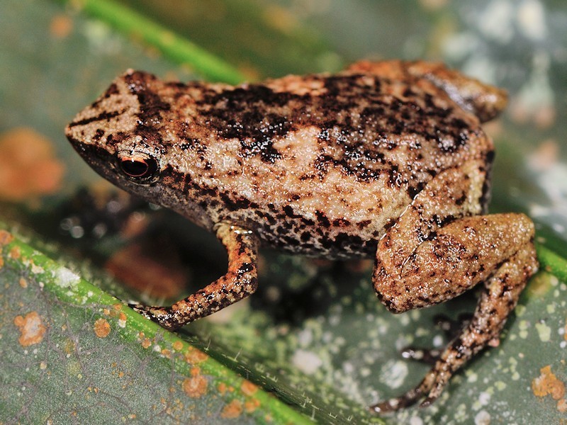 Gardiner's Tree Frog