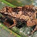 Gardiner's Seychelles Frog - Photo (c) Paolo Mazzei, some rights reserved (CC BY-NC), uploaded by Paolo Mazzei