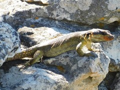 Pseudocordylus microlepidotus