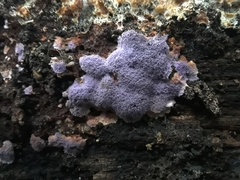 Hypochnella violacea