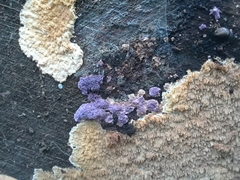 Hypochnella violacea