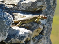 Pseudocordylus microlepidotus