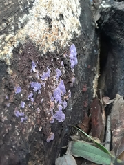 Hypochnella violacea