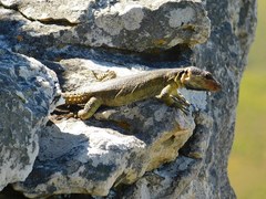 Pseudocordylus microlepidotus