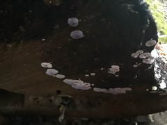 Hypochnella violacea