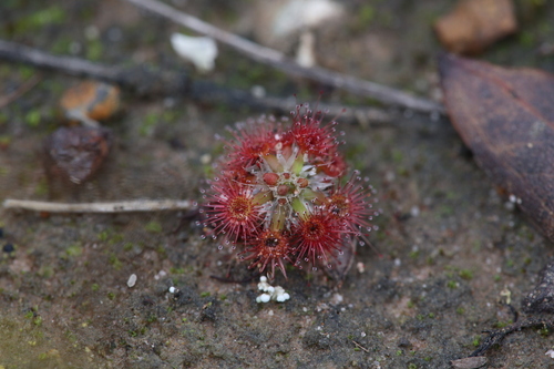 Drosera androsacea