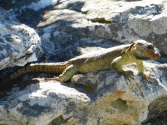 Pseudocordylus microlepidotus