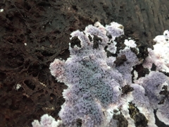 Hypochnella violacea