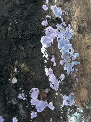 Hypochnella violacea