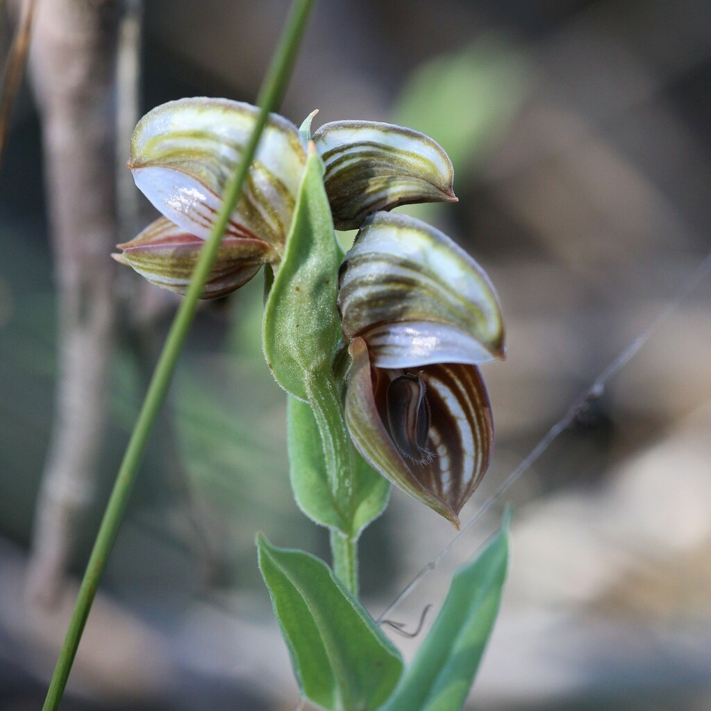Pterostylis concava