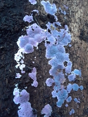 Hypochnella violacea