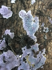 Hypochnella violacea