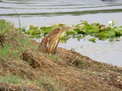 Ixobrychus cinnamomeus