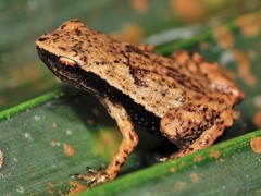 Gardiner's Tree Frog photo 3