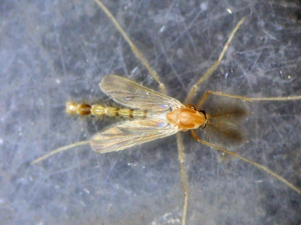 Conchapelopia viator