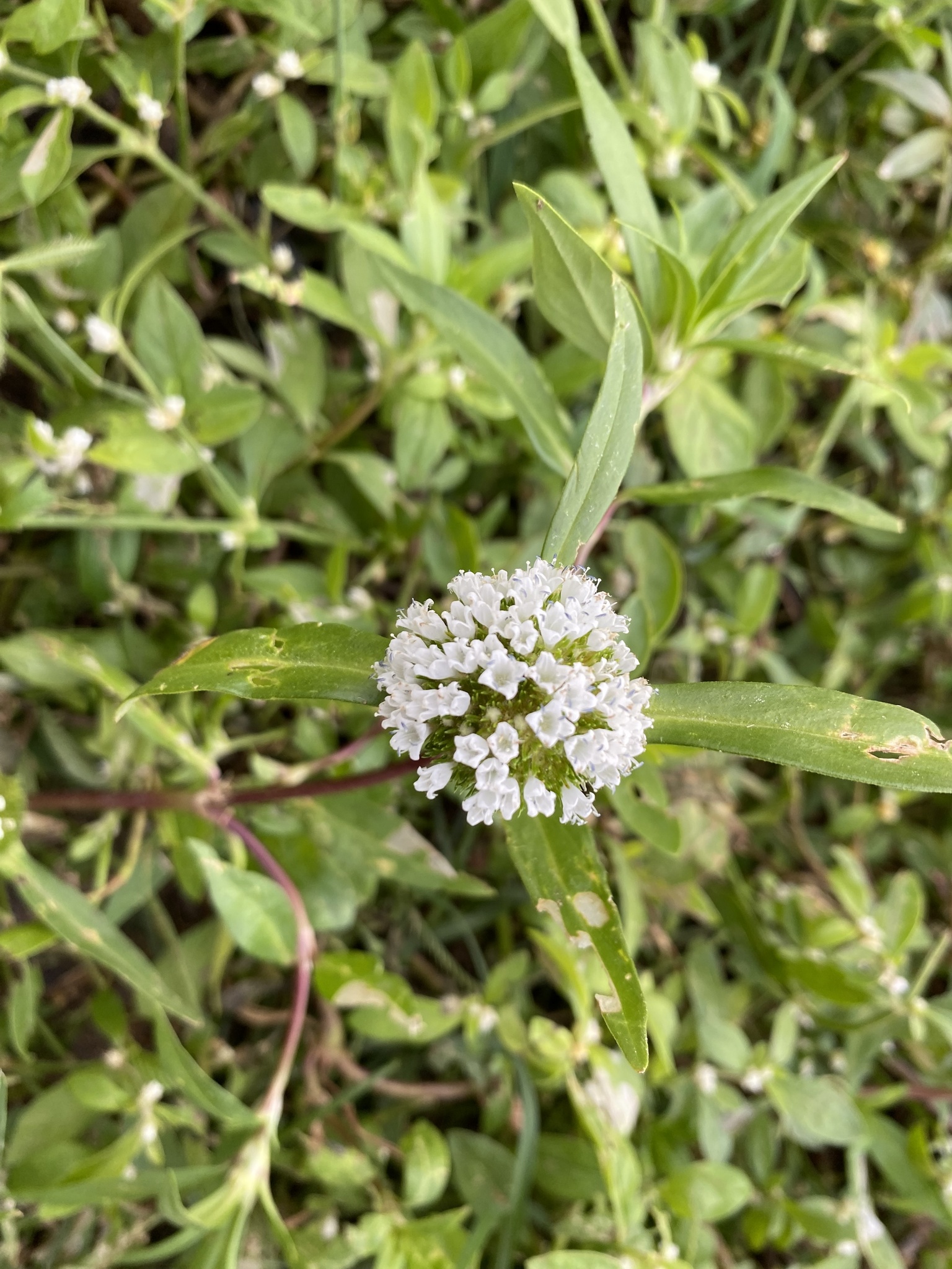 Spermacoce scabiosoides
