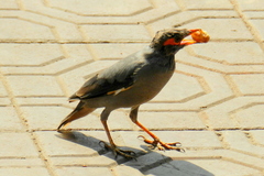 Acridotheres ginginianus