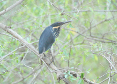 Ixobrychus flavicollis